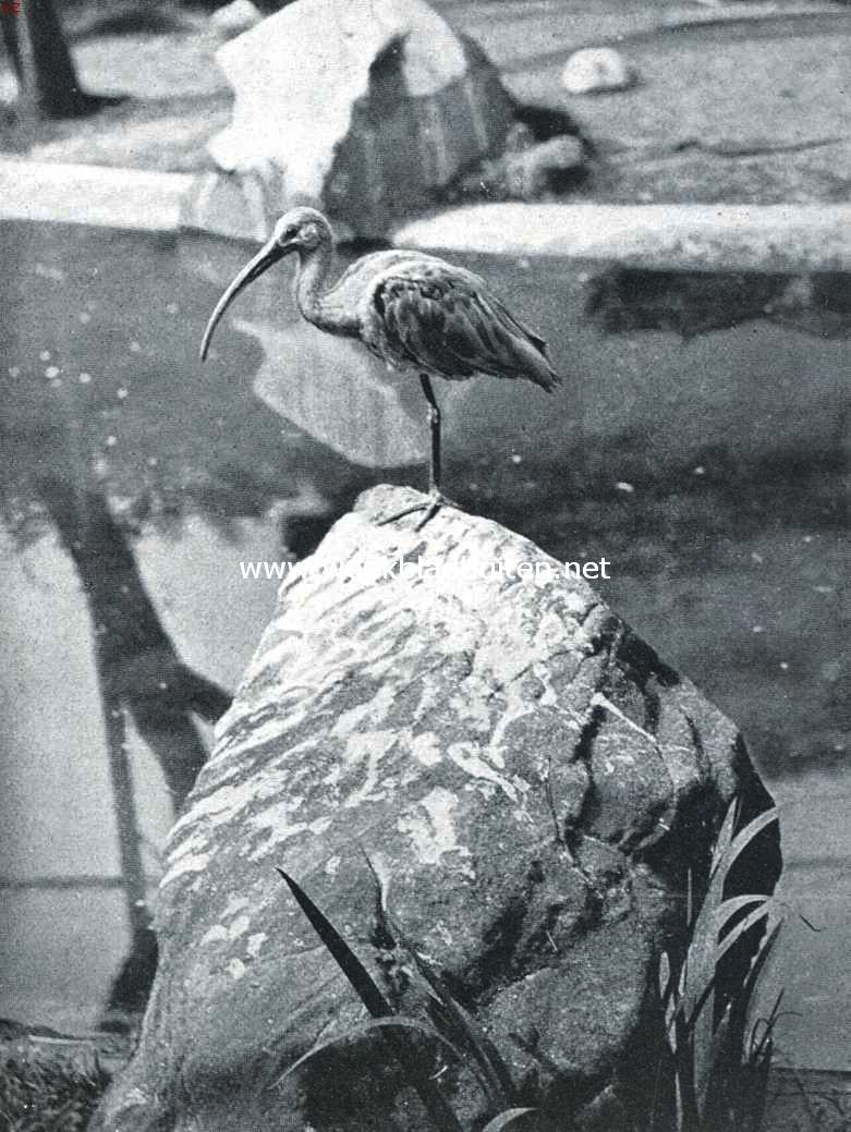 Van den heiligen ibis en zijn naaste verwanten. De roode ibis (Ibis Rubra)