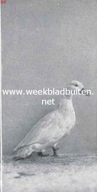 De tamme eendenrassen. Wit kwakerwoerdje. 1e pr. Avicultura 1917. Eigend. Van C. v. Schouwen, Poeldijk