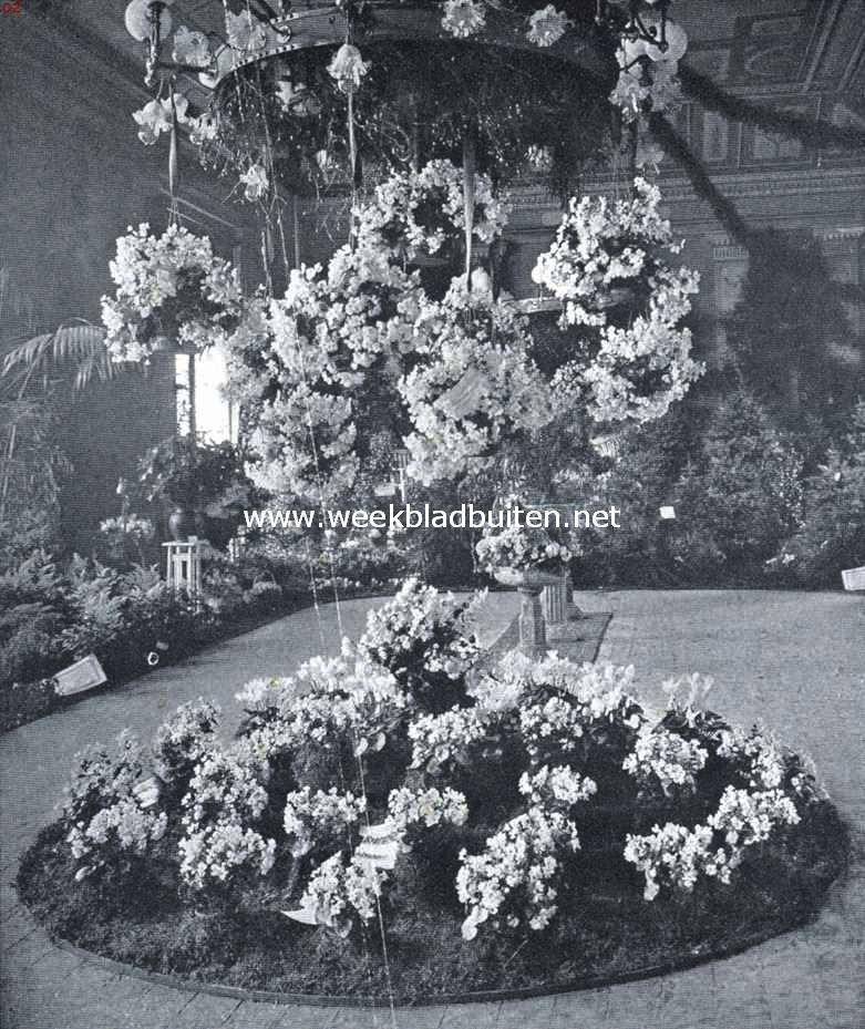 De hangende begonia's op de kerstmis-keuring van de Nederlandsche Maatschappij voor Tuinbouw- en Plantkunde in de zalen van 