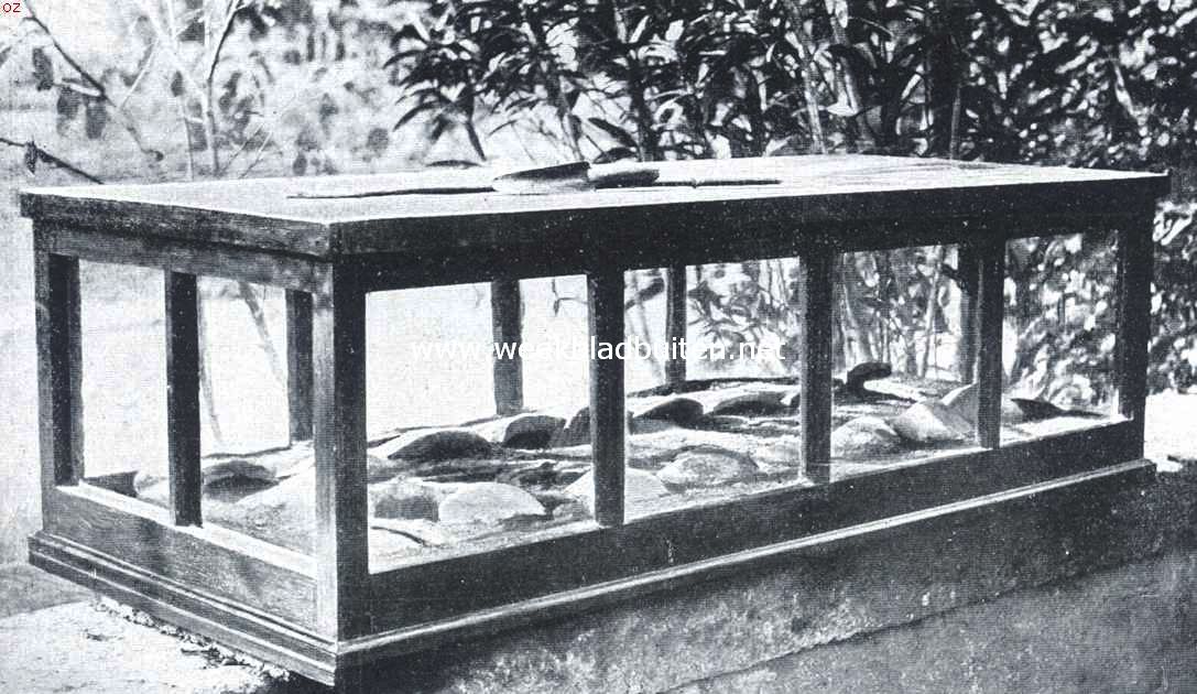 De Languedoc'sche schorpioen. De groote glazen kooi, waarin de schorpioenen opgesloten zijn