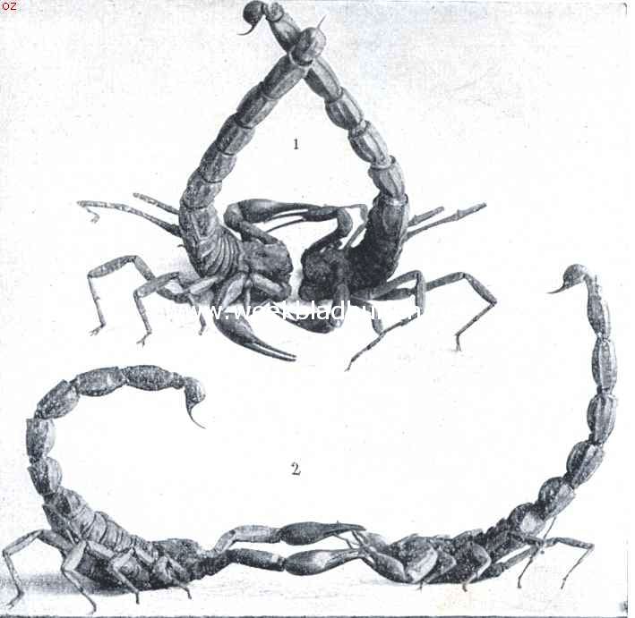 De Languedoc'sche schorpioen. 1. De 