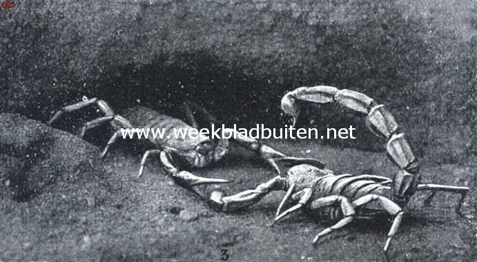 De Languedoc'sche schorpioen. 3. Het echtpaar betreedt de echtelijke woning