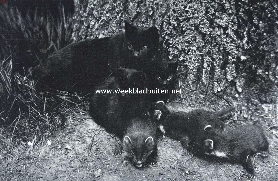 Een merkwaardig dierentafereeltje