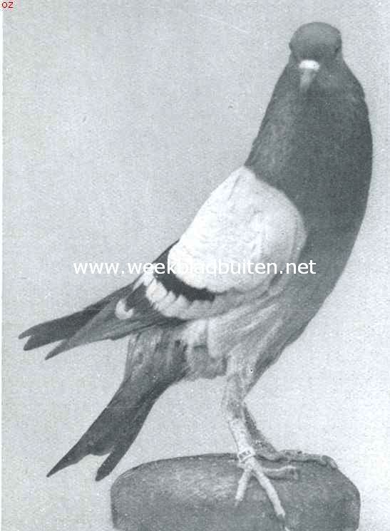 Blauwroek Br�nner Kropper duif