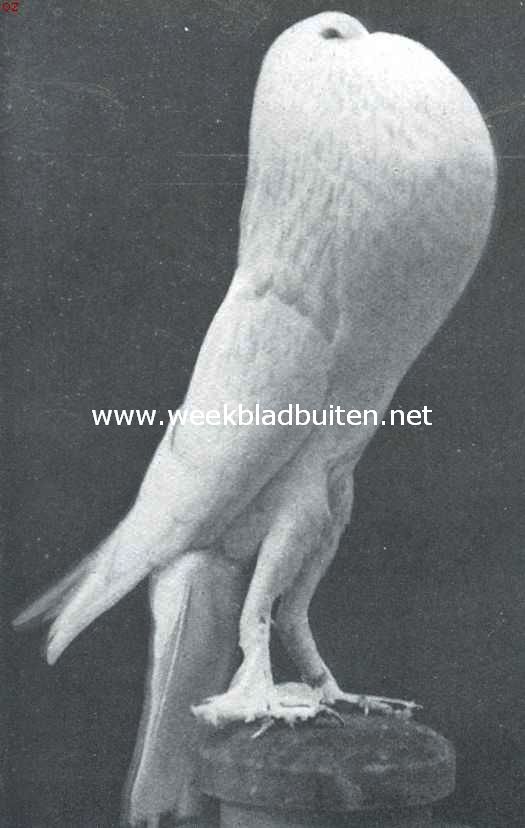 Witte Engelsche Kropper doffer