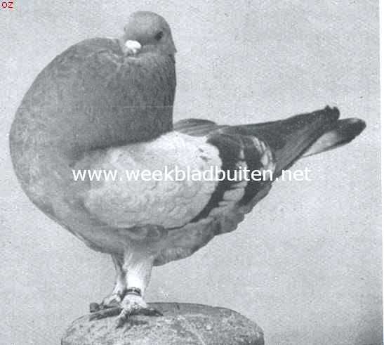 Blauwroek Holle Kropper doffer