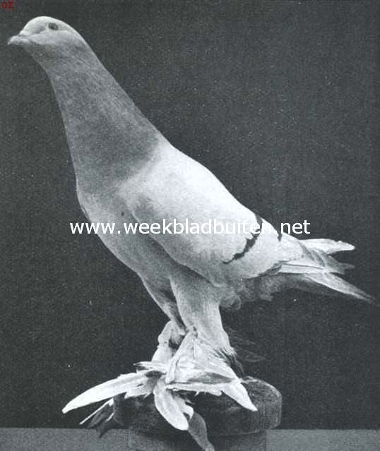 Zilvervaal Hollandsche Kropper duif, niet blazend