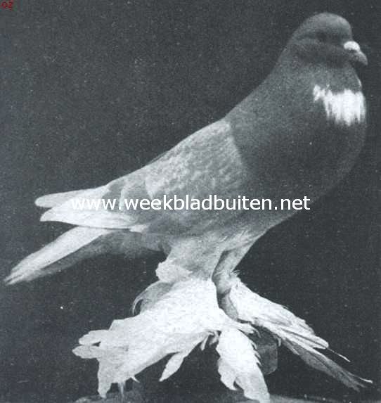 Geelbonte Hollandsche Kropper doffer