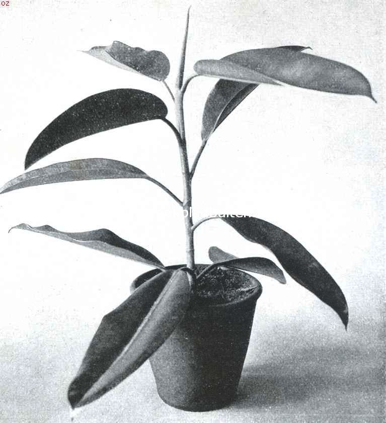 Ficus Elastica als kamerplant