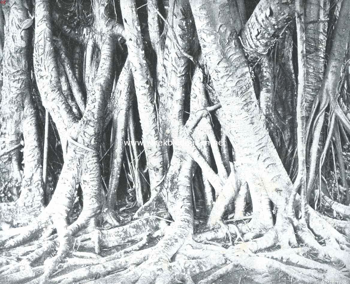 Ficus Elastica. Tot stammen uitgegroeide luchtwortels van Ficus Elastica in de tropen