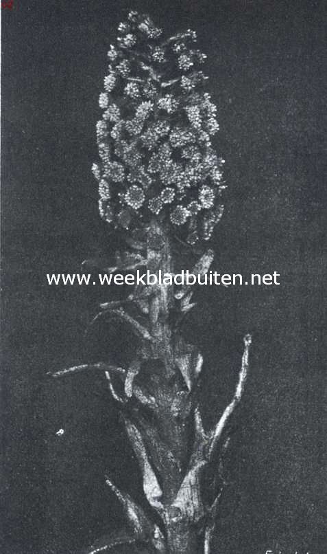 Bloem van het groote hoefblad, welks bloeiperiode reeds in Maart of begin April valt, waardoor zijn bloemen veel minder bekend zijn dan zijn reusachtige parasolvormige bladen