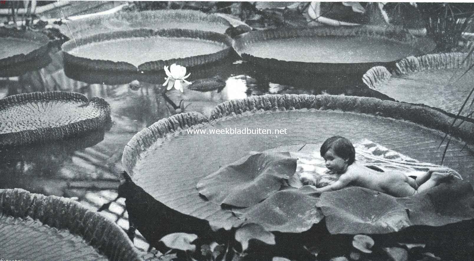 Bewegingsverschijnselen bij Victoria Regia. Kindje van een half jaar op een der bladen van Victoria Regia in den Amsterdamschen Hortus
