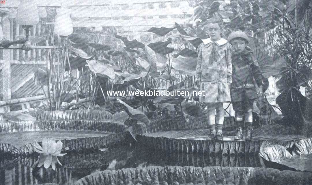Bewegingsverschijnselen bij Victoria Regia. Broertje en zusje op een Victoria-blad in den Amsterdamschen Hortus