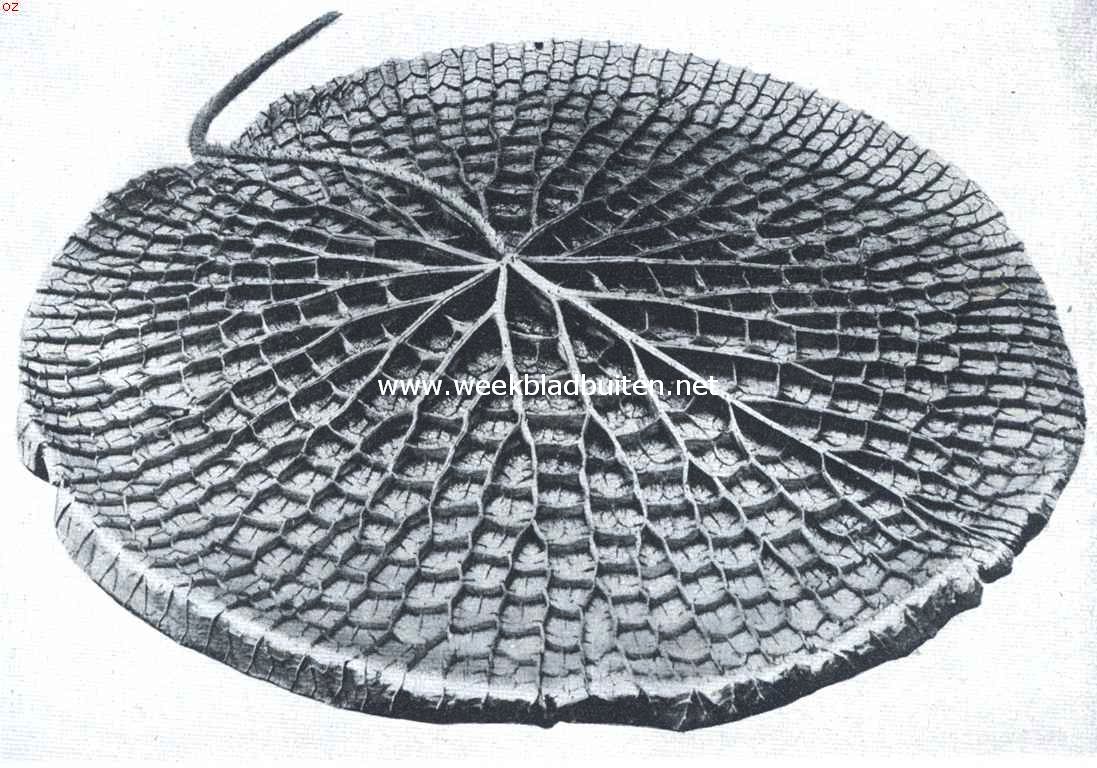 Bewegingsverschijnselen bij Victoria Regia. Omgekeerd blad van de Victoria Trickeri uit de plantencollectie van den heer A. Albers, te Aerle-Rixtel