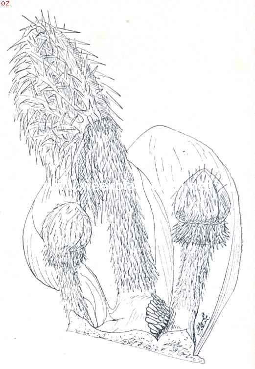 Jong blad met bloemknoppen, waarvan de grootste bloemknop tegelijk met het hoger staande jonge blad boven water en tot ontplooiing komt. Men lette op het doorbreken van den dichten wortelbundel onder het jonge blad (verkleind)