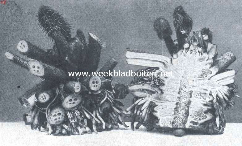 Wortelstok van den Victoria Regia doorgesneden. Links toonend den spiraalstand der bloem- en bladstelen (dunnere en dikke), en de luchtkanalen in die stelen op dwarsdoorsnede; rechts, overlangsche doorsnede, toonend de vorming van wortelbundels, onder tegen den voet der bladstelen; luchtkanalen in overlangsche doorsnede. Voorts ziet men hier duidelijk het verschil in samenstelling en bouw van het net - en het vastere weefsel met de vervoerbundels, ook de ontwikkelijk van den groeitop is duidelijk te zien