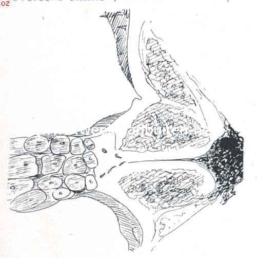 Dwarsdoorsneden van een deel van een wortelstok en wortelbundel, aangevende de vervoersbundels in het weefsel (verkleind) 1