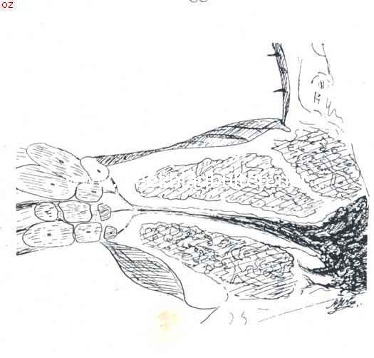 Dwarsdoorsneden van een deel van een wortelstok en wortelbundel, aangevende de vervoersbundels in het weefsel (verkleind) 2