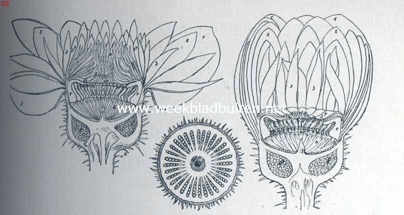 Overlangsche doorsnede van een bloem van Victoria Trickeri, in het stadium dat de meeldraden zich opgericht hebben (zie fig. links) en in het stadium dat zij zich weer na den bloei naar binnen gebogen hebben (zie fig. rechts). Middenin een dwarsdoorsnede van het onderstandige vruchtbeginsel. 1. kelbladeren; 2. buitenste kransen van bloembladeren; 3. krans van smalle bloemblaadjes; 3a. Stijve bloemblaadjes welke de meeldraden aanvankelijk en ook later weer overdekken; 4. meeldraden; 4a. Ring van vergroeide steriele meeldraden, welke steeds in denzelfden stand blijven en een zoldering boven het circa 5 c.M. diepe inwendige der bloem vormen; 5. rudimentaire meeldraden; 6. stempels; 7. kegel in het midden van den verdiepten bloembodem; 8. vakjes (hokjes) met eitjes, de toekomstige zaden. (Alles verkleind)