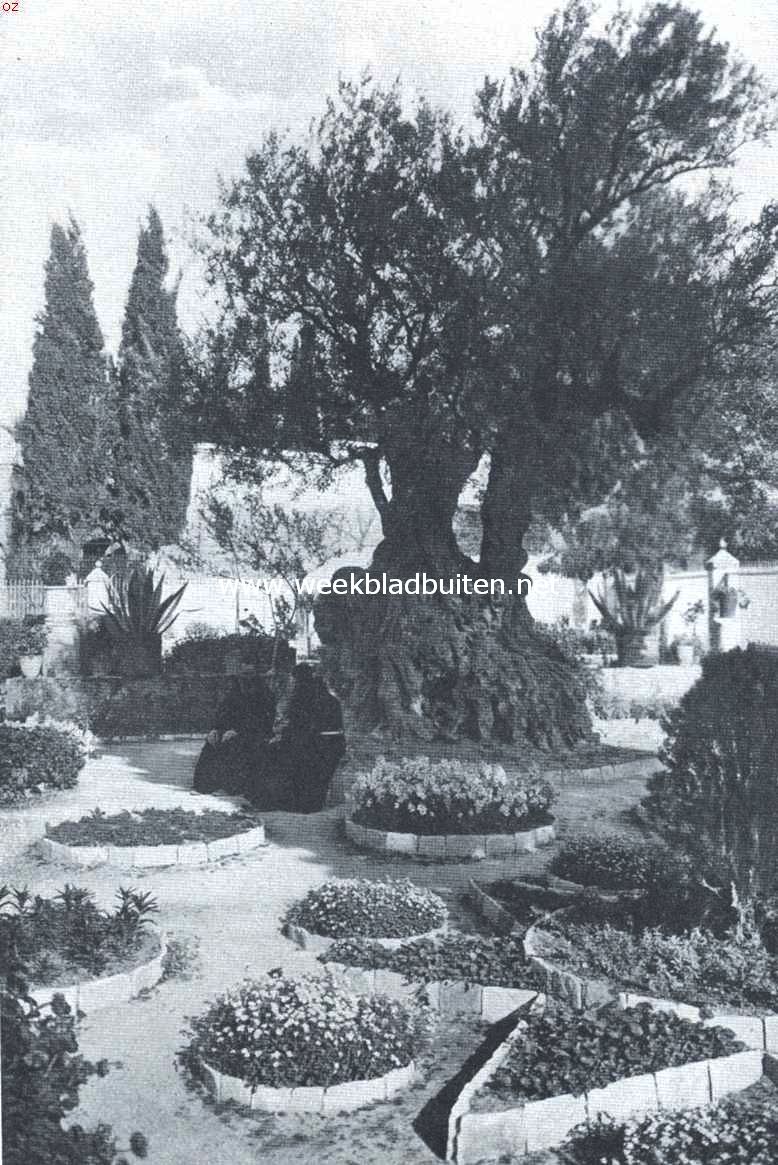 De hof van de hoeve Geths�man� aan den weg van Jeruzalem naar Bethani�. In het midden een der acht oude olijfboomen van den hof, die, naar gezegd wordt, nog uit Jezus' tijd stammen