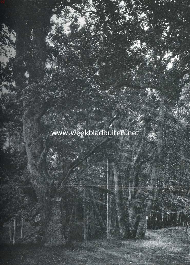 Beekhuizen als bergland. De eiken Philemon en Baucis