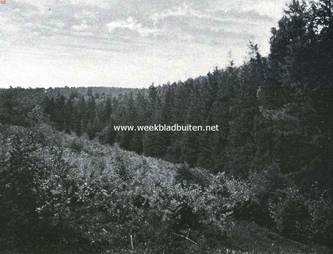 Beekhuizen als bergland. Sparrepad, van den tusschenrug naar hotel Beekhuizen sterk afdalend; het benedeneind schuift achter de golving van den voorgrond weg. Aan den horizon de kamlijn van den Rozendaalschen Rug