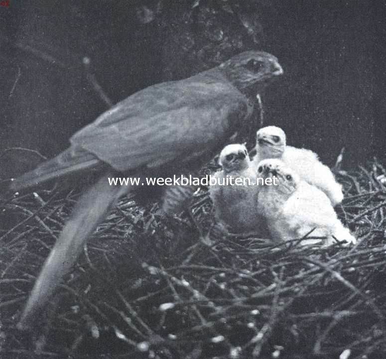 De sperwer. Sperwerwijfje op den horst bij hare jongen