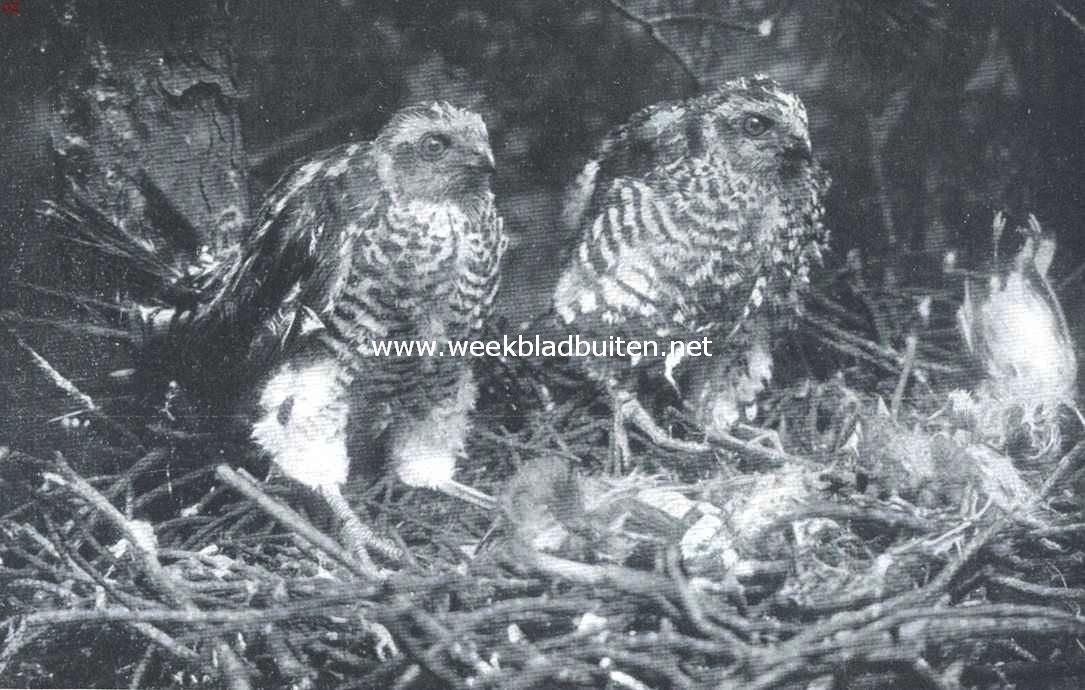 De sperwer. Jonge volwassen sperwers op den horst