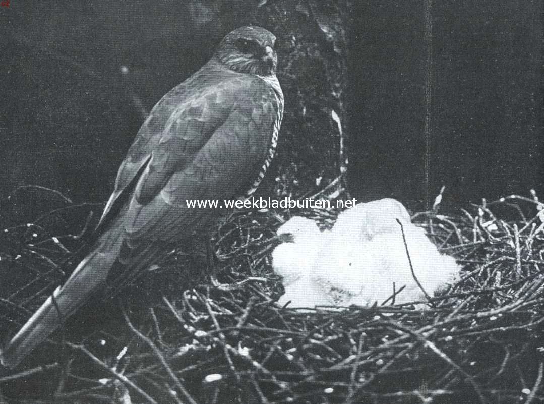 De sperwer. Sperwerwijfje met pas geboren jongen