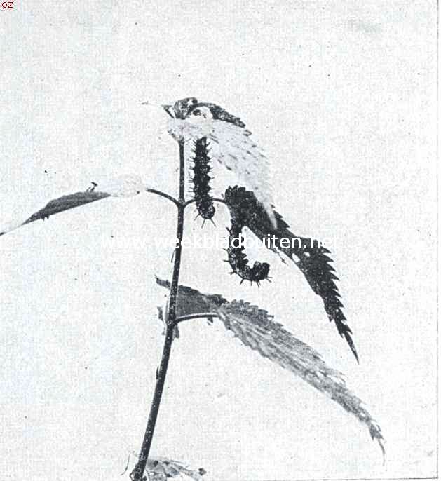 Rupsen van dagvlinders bij 't verpoppen. Opn. I. Twee zwarte doornrupsen van de dagpauwoog hebben zich aan een brandnetelstruik, haar voederplant, met het doel om zich te verpoppen, vastgehecht. In eigenaardige gekromde lichaamshouding hangen zij met den kop naar beneden aan de onderzijde der bladeren