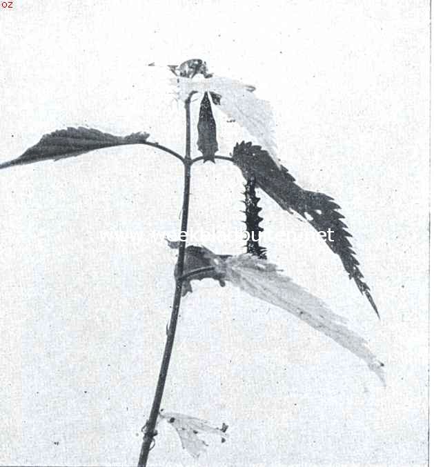 Rupsen van dagvlinders bij 't verpoppen. Opn. II. De bovenste rusp heeft zich in een hoekige pop veranderd, de andere neemt een meer gestrekte houding aan