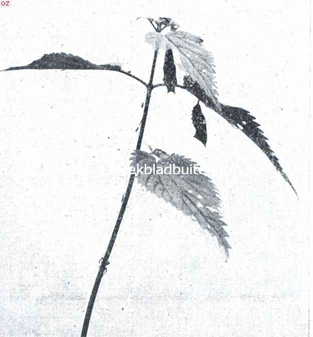 Rupsen van dagvlinders bij 't verpoppen. Opn. III. Ook de onderste rups heeft zich verpopt. De opname toont, in overeenstemming met de houding der rupsen, de bovenste pop schuin van voren, de onderste van terzijde. Tusschen de eerste twee opnamen liggen twee dagen, tusschen de tweede en de derde een dag. 1/2 van de natuurl. Grootte