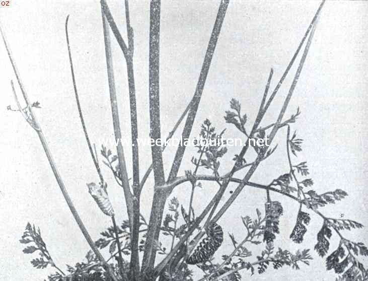 Rupsen van dagvlinders bij 't verpoppen. Opn. IV. De rups links is in een groene pop veranderd, de andere rups hangt nog zonder eenige uiterlijke verandering. De pop is �f  zuiver eenkleurig groen, �f grauwbruin met donkere vlekken. Klaarblijkelijk neemt zij een groene kleur aan, wanner zij aan levende planten hangt, en een grauwbruine als zij zich aan doode voorwerpen vastgehecht heeft