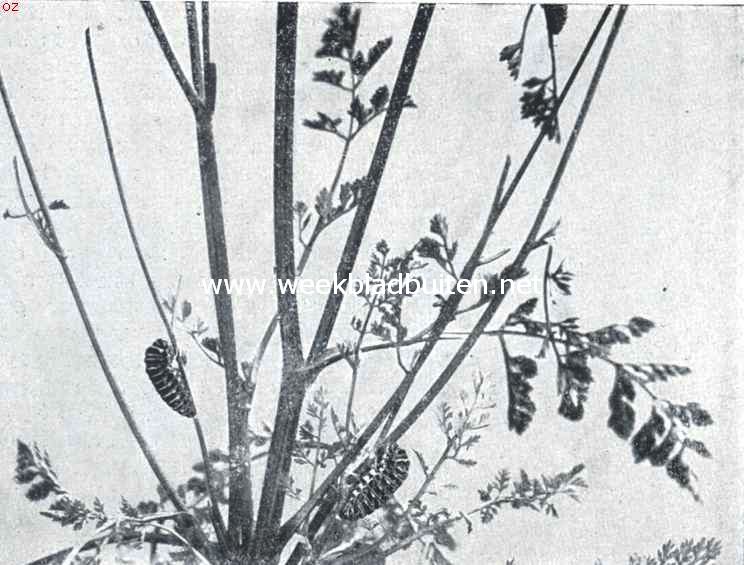 Rupsen van dagvlinders bij 't verpoppen. Opn. V. Aan de stengels van de wilde peen (Daucus Carota L.), haar voedselplant, hangen twee poppen van de rupsen van de koninginnepage gereed ter verpopping met den ingetrokken kop naar boven en de buikzijde naar den stengel toegekeerd. Een door haar gespannen draad verbindt het bovenste lichaamsdeel der rups met den stengel en verhindert zo het omslaan van het lichaam