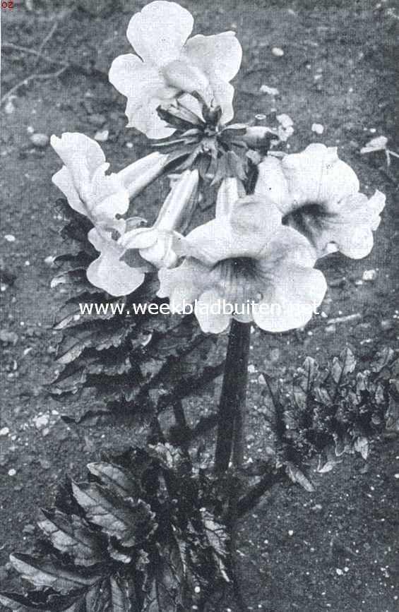 Drie mooie vaste planten. Incarvillea Delavayi