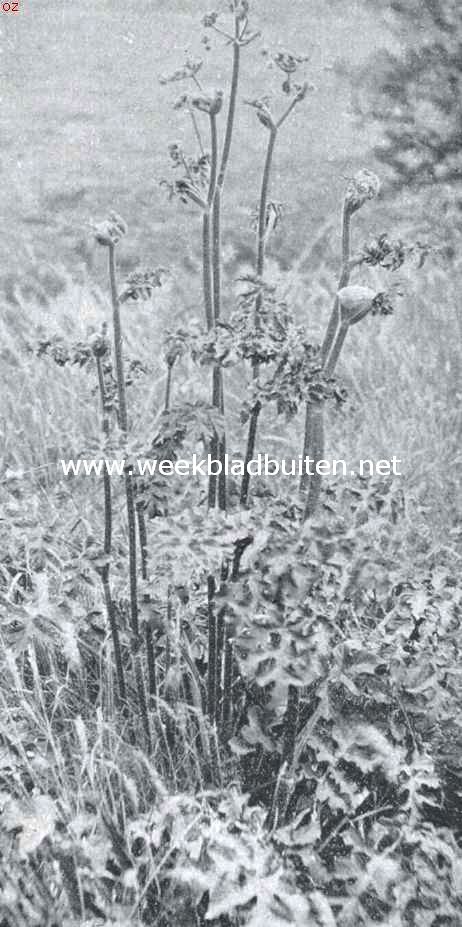 Planten aan den wegkant. Schermbloem