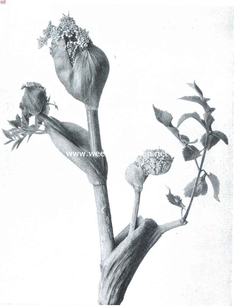 Planten aan den wegkant. Ontluikende schermbloem