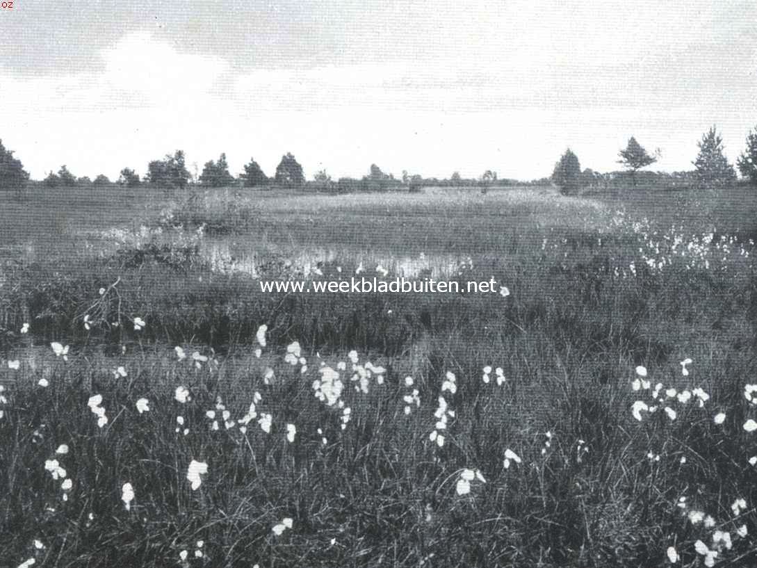 Heiveen. Veenplasje op de hei