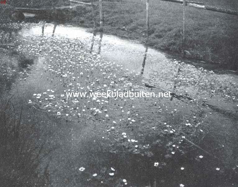 Heiveen. Waterranonkel