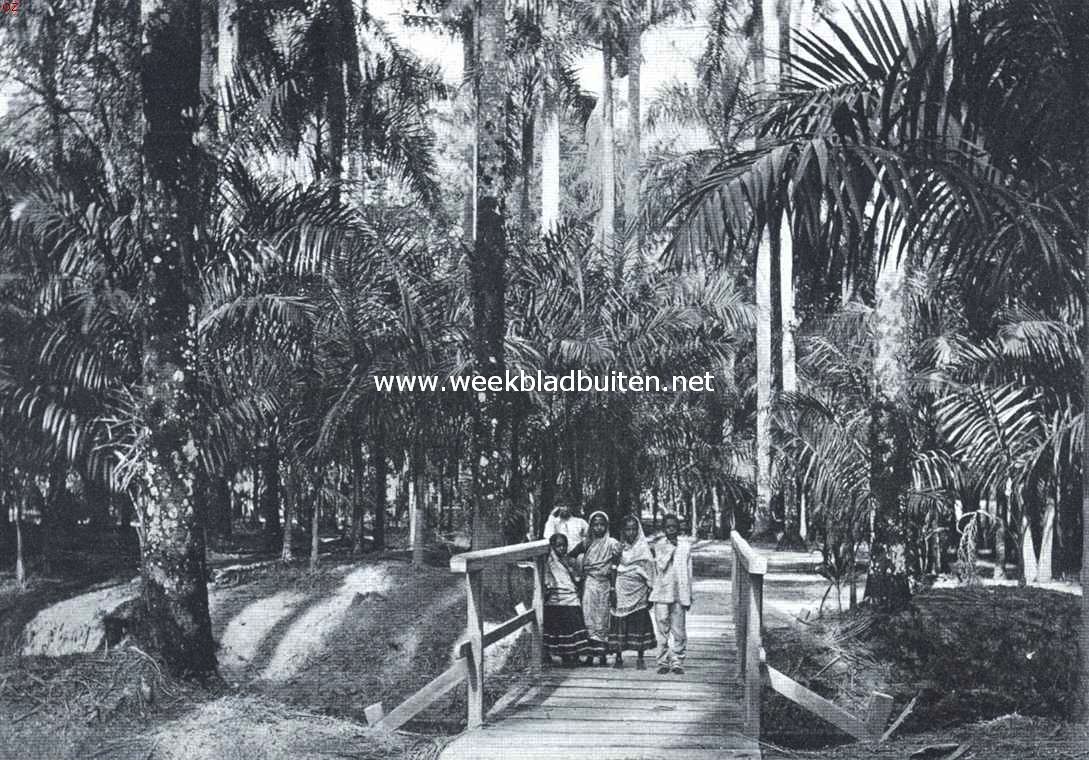 In den Palmentuin te Paramaribo