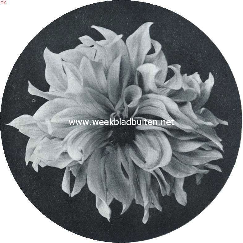 Type van een mooie pioen-dahlia