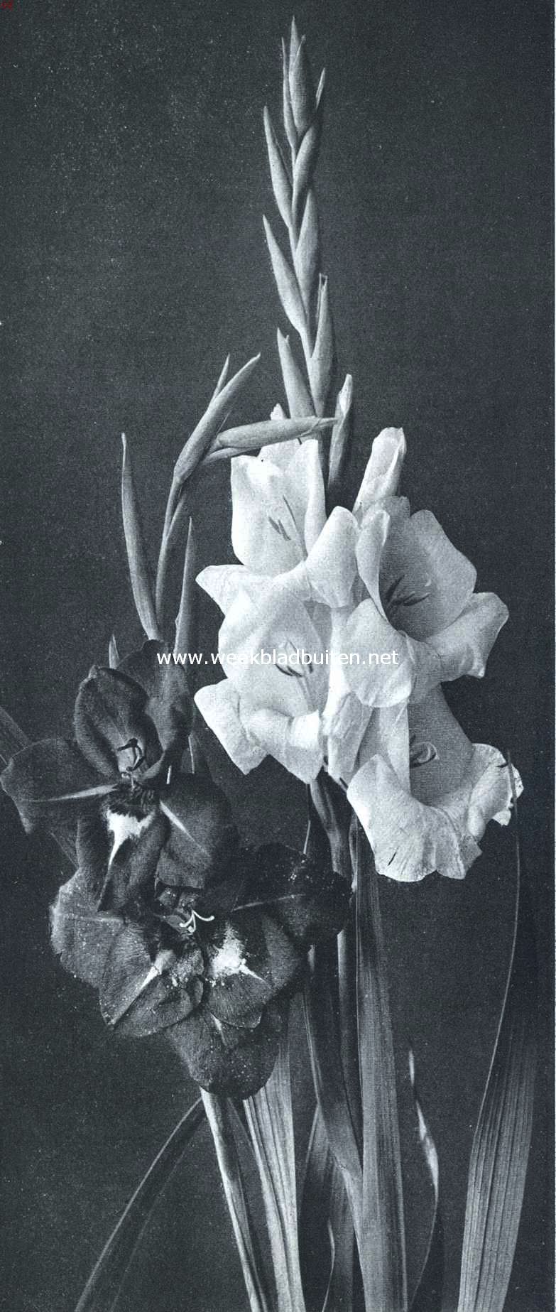 Twee gladiolus-verscheidenheden