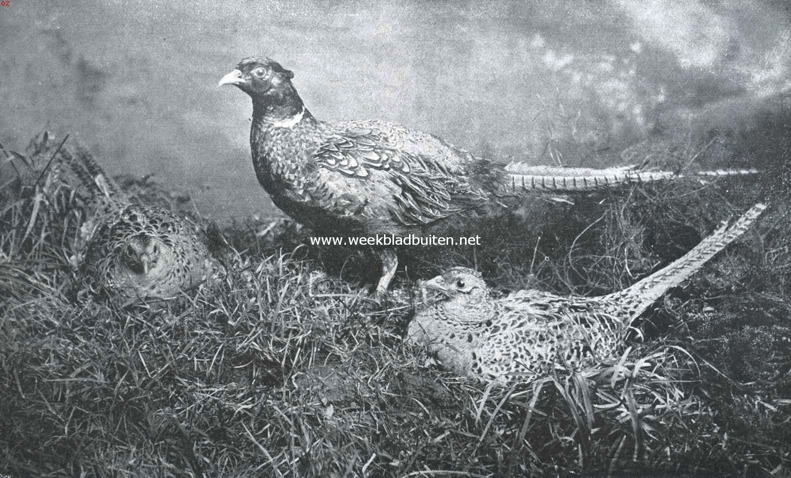 Bont van pluim. Fazantenhaan- en hennen