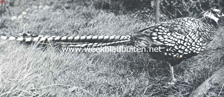 Koningsfazant (Phasianus Reevesi). Bewoner van de ten Noorden en Oosten van Peking gelegen gebergten