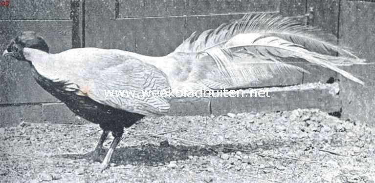 Zilverfazant (Gennaeus Nycthemerus), Uit China en Japan