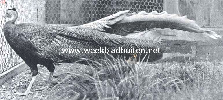 Argusfazant (Argusianus Argus). Komt in wilden staat voor op Malakka, Sumatra en Siam