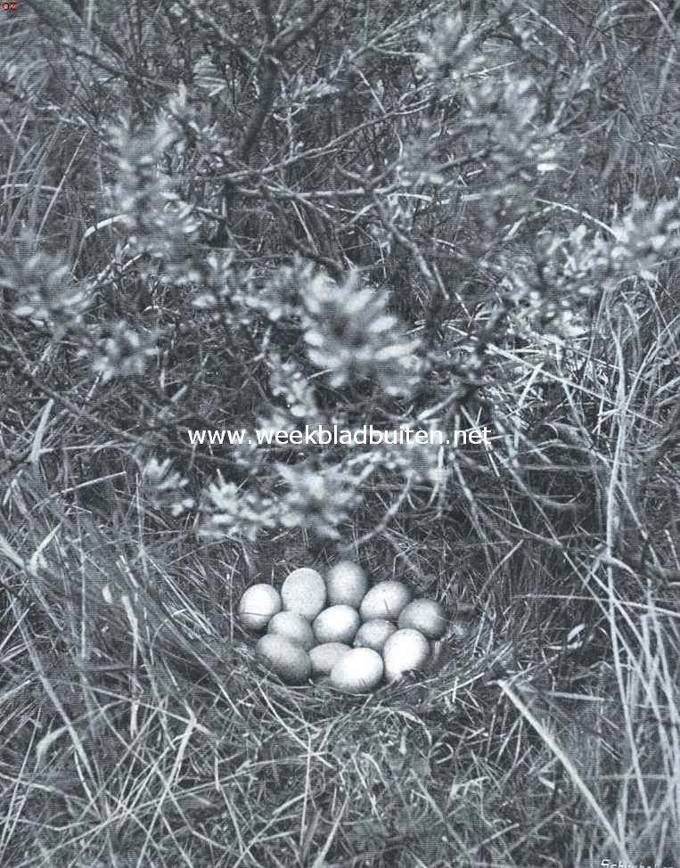 Bont van pluim. Nest en eieren van den fazant