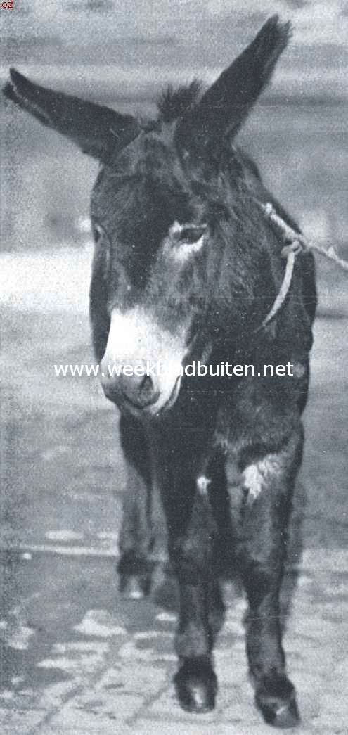 Ezels. Grauwtje gaat zijn dagtaak beginnen