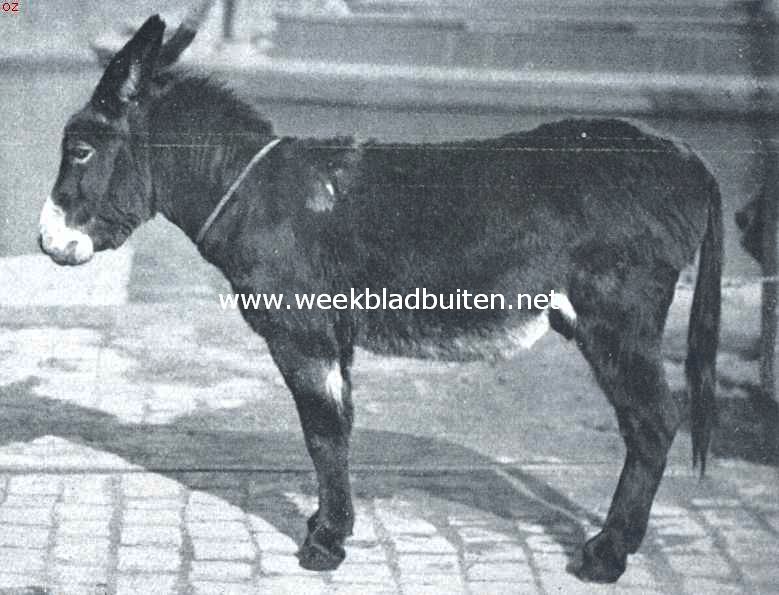 Grauwtje poseert voor den fotograaf