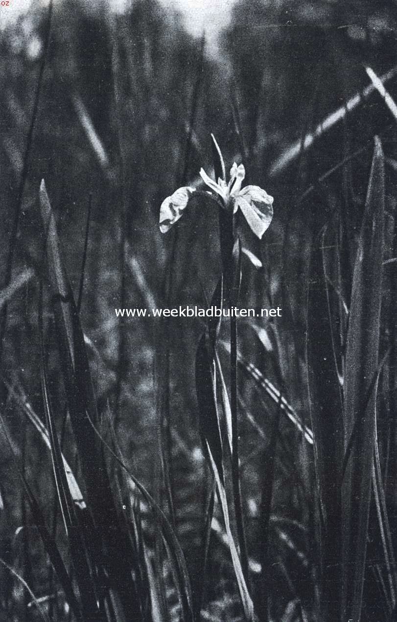 Gele lisch (Iris Pseudacorus)